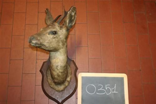 0351 - trofeo testa di cerbiattino.jpg